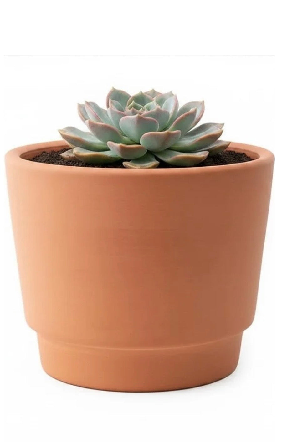 Citronella